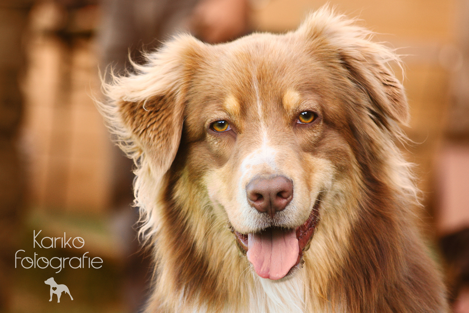 Australian Shepherd red-tricolor