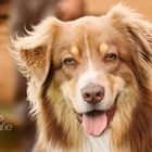 Australian Shepherd red-tricolor