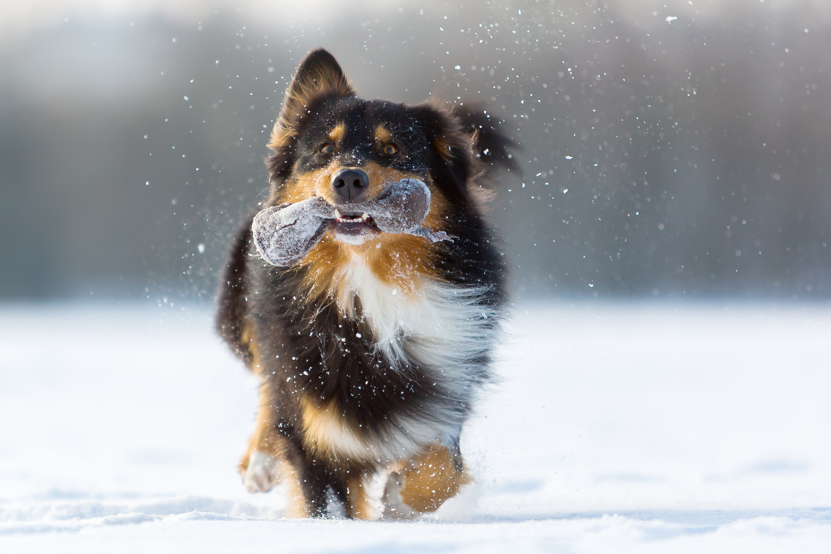 Australian Shepherd rennt im Schnee