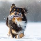 Australian Shepherd rennt im Schnee