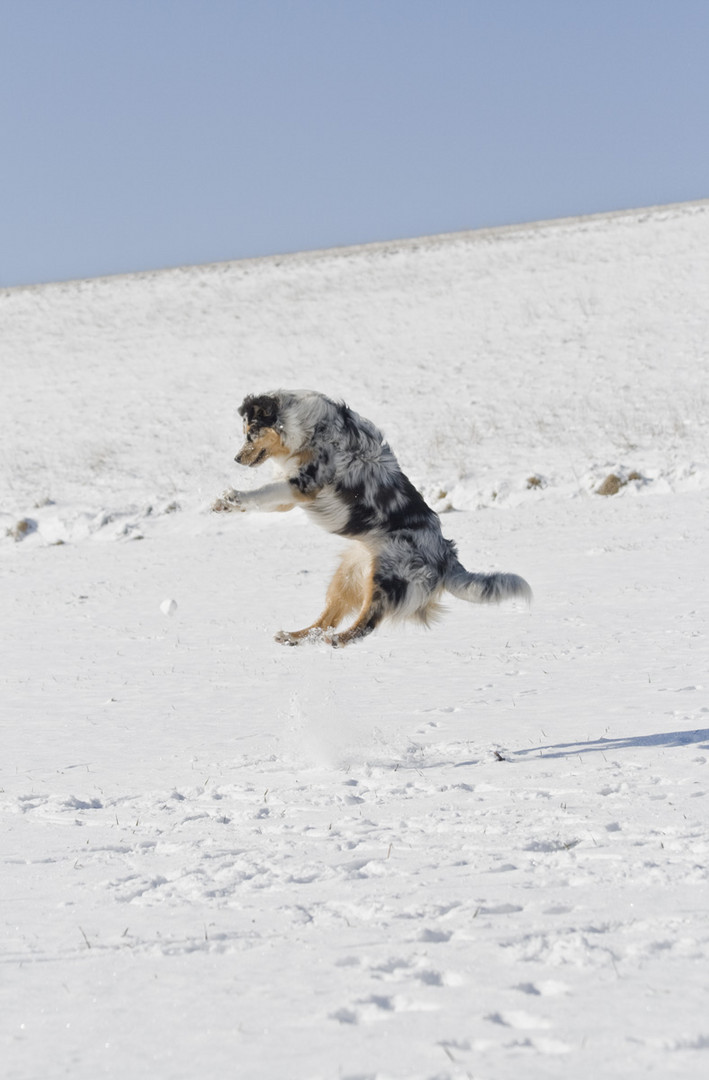 Australian Shepherd Rose 04