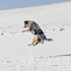 Australian Shepherd Rose 04