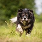 Australian Shepherd Rüde