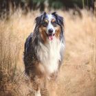 Australian Shepherd Rüde Cody