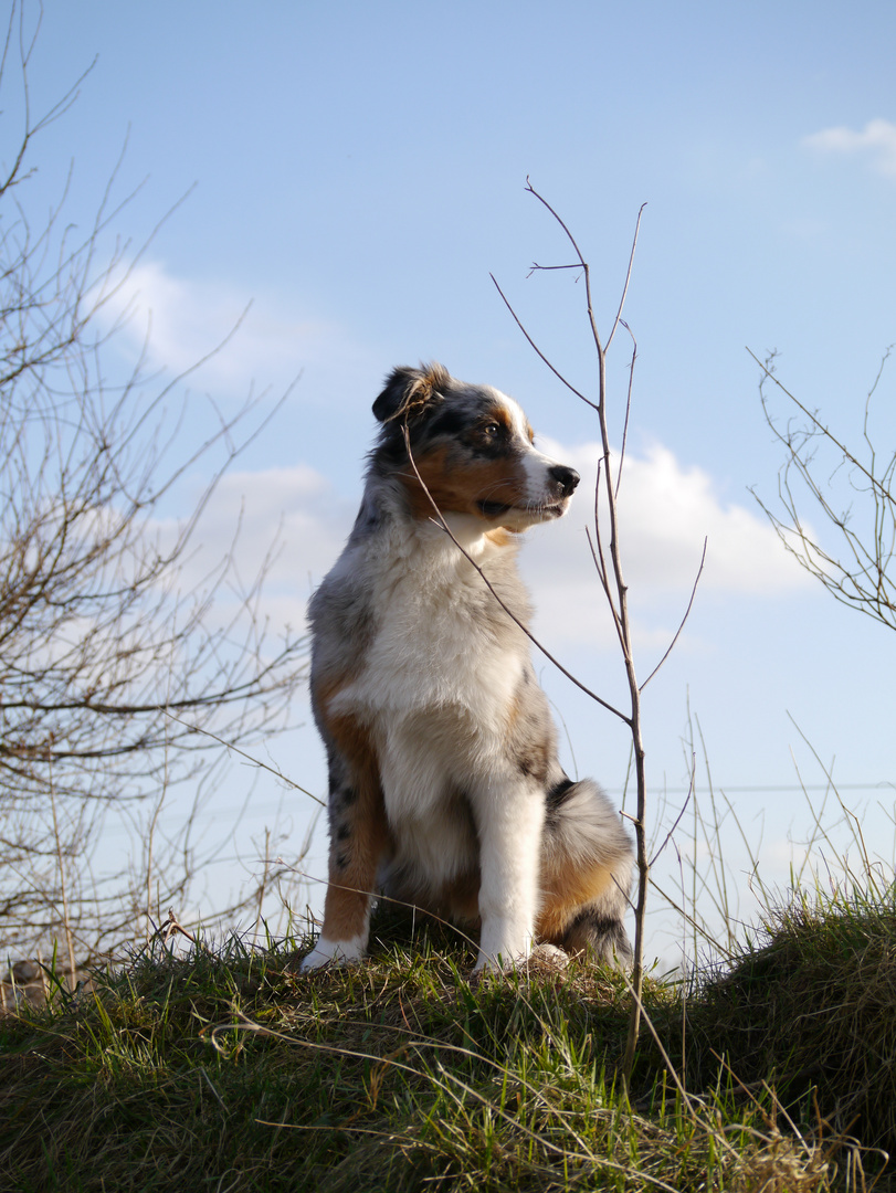 Australian Shepherd Rüde Düke genießt die Abendsonne