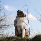 Australian Shepherd Rüde Düke genießt die Abendsonne