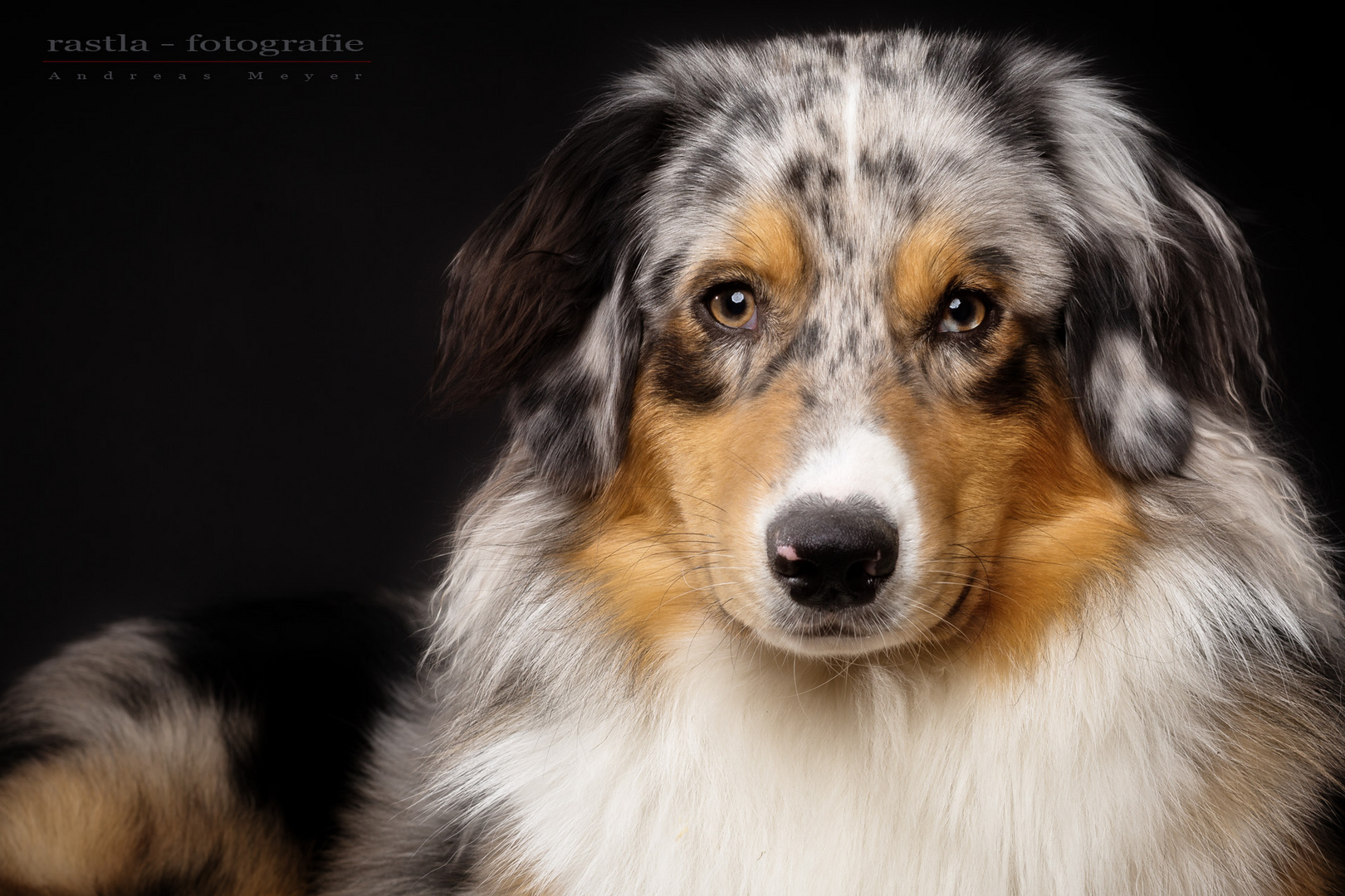 Australian Shepherd Rüde Phil