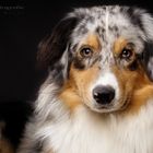 Australian Shepherd Rüde Phil