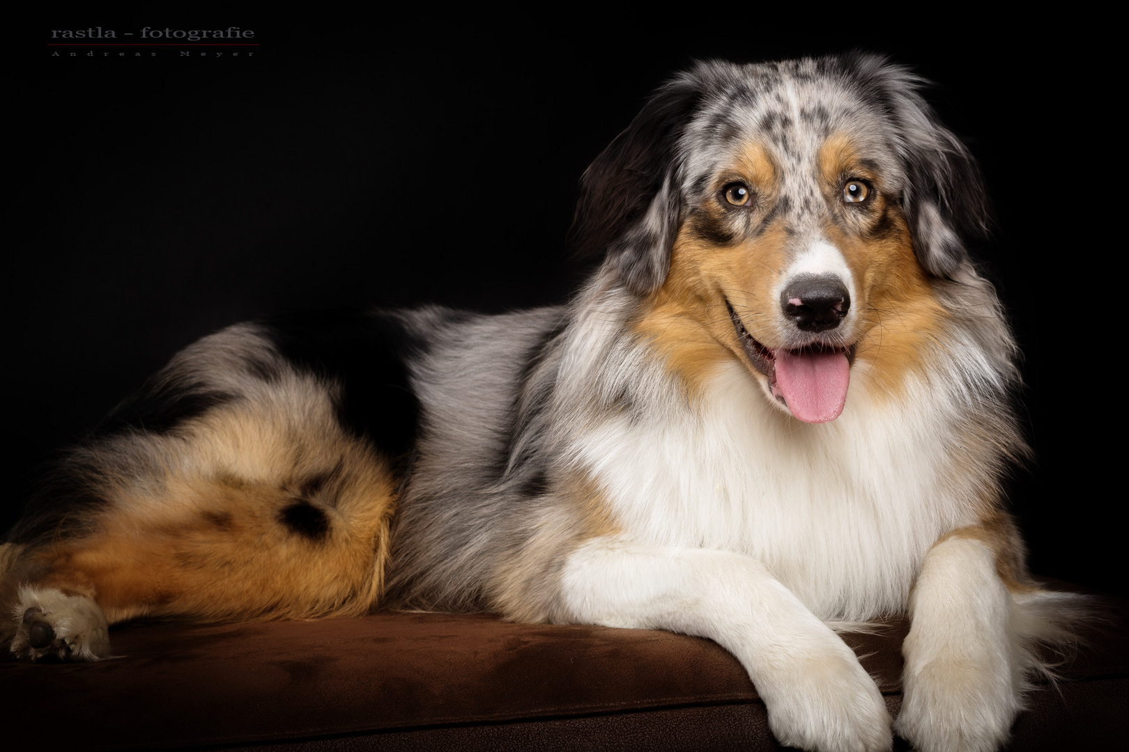 Australian Shepherd Rüde "Phil"