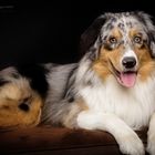 Australian Shepherd Rüde "Phil"