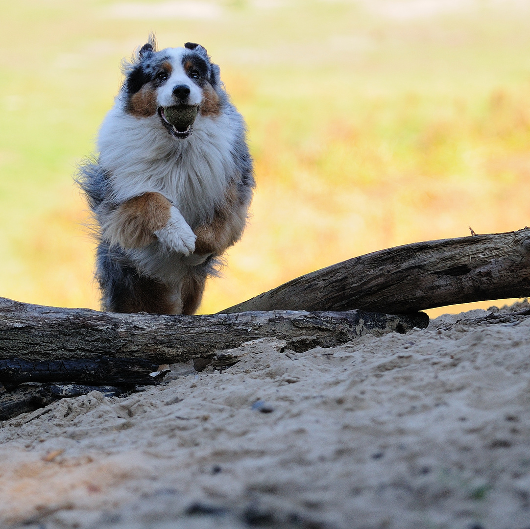 Australian Shepherd "Rusty"