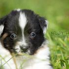 Australian Shepherd-Schäferhund Mix Welpen