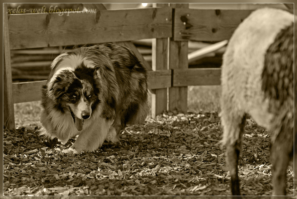 Australian Shepherd & Sheep