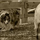 Australian Shepherd & Sheep