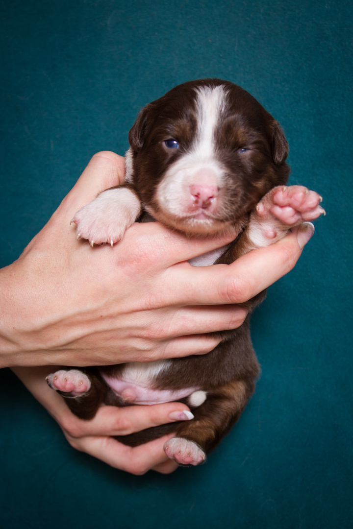 Australian Shepherd - Simba