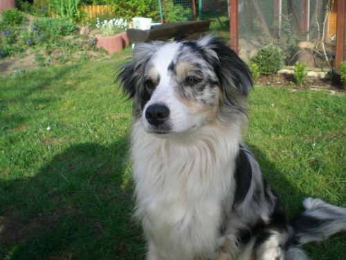 Australian Shepherd - Sky