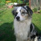 Australian Shepherd - Sky