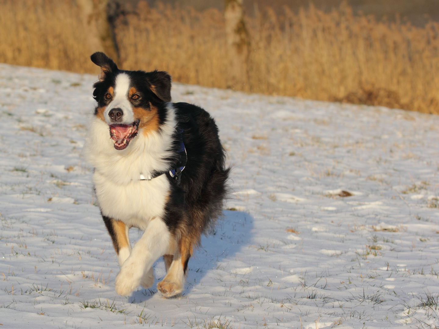 Australian Shepherd "Socke" im Schnee