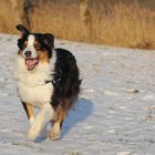 Australian Shepherd "Socke" im Schnee