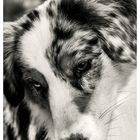 australian shepherd sw