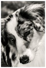 australian shepherd sw