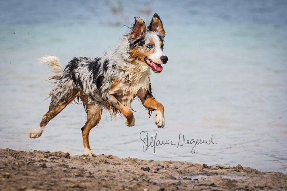 Australian Shepherd | Sydney