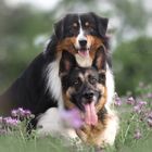 Australian Shepherd und Deutscher Schäferhund