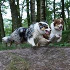 Australian Shepherd voll in action