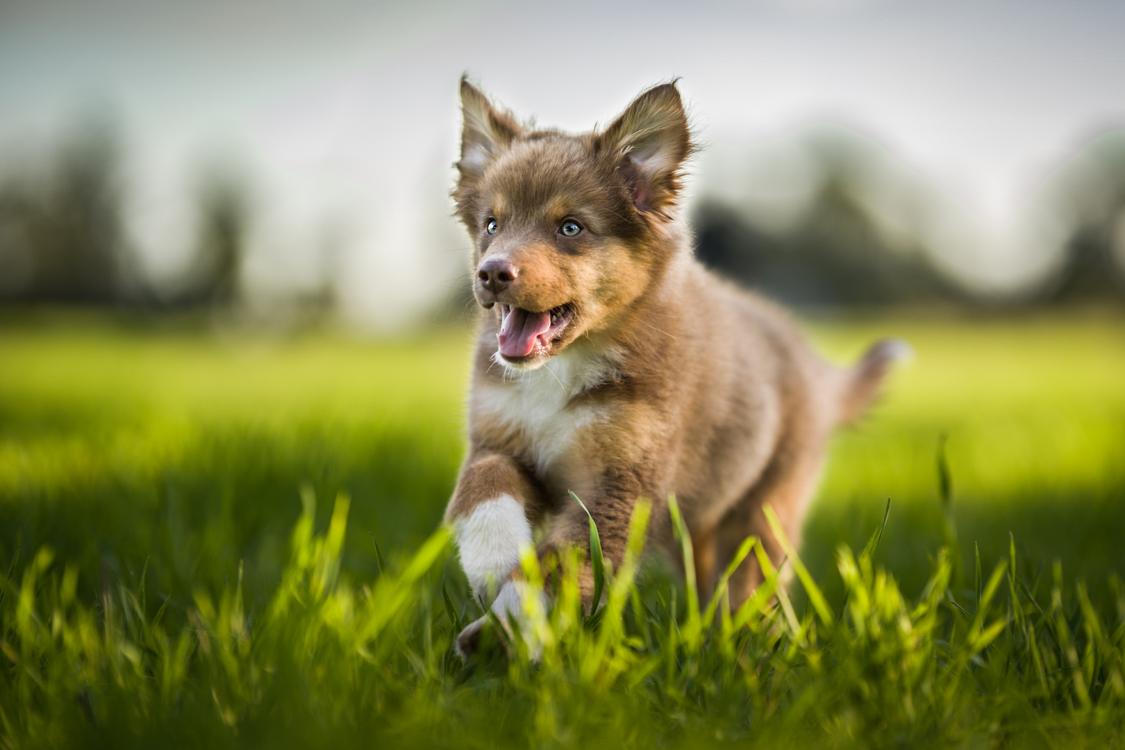 Australian-Shepherd Welpe