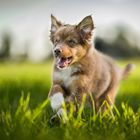 Australian-Shepherd Welpe