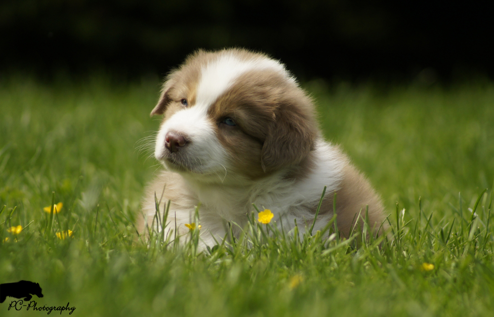 Australian Shepherd Welpe