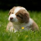 Australian Shepherd Welpe