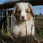 Australian Shepherd Welpe 6 Wochen.