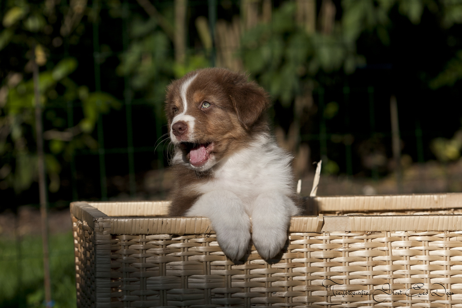 Australian Shepherd Welpe, 7 Wochen alt.