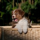 Australian Shepherd Welpe, 7 Wochen alt.