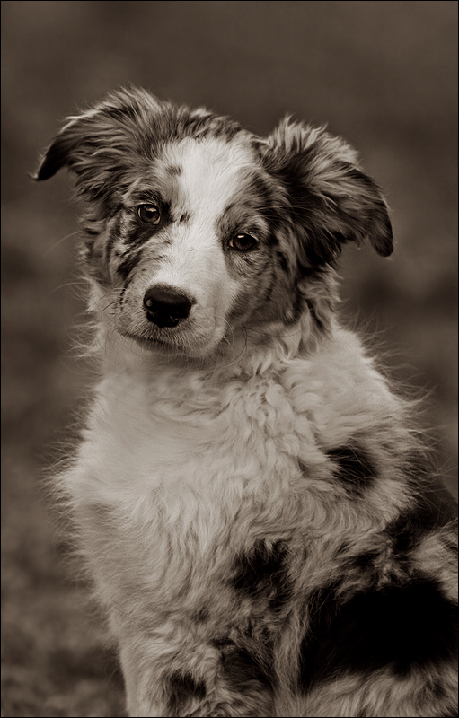 Australian Shepherd Welpe