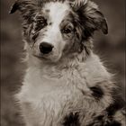 Australian Shepherd Welpe