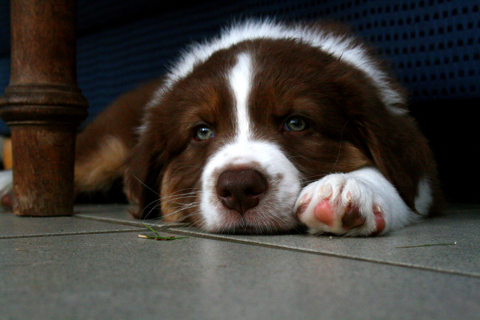 Australian Shepherd Welpe