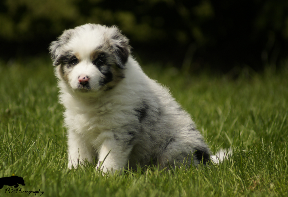 Australian Shepherd Welpe