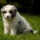 Australian Shepherd Welpe