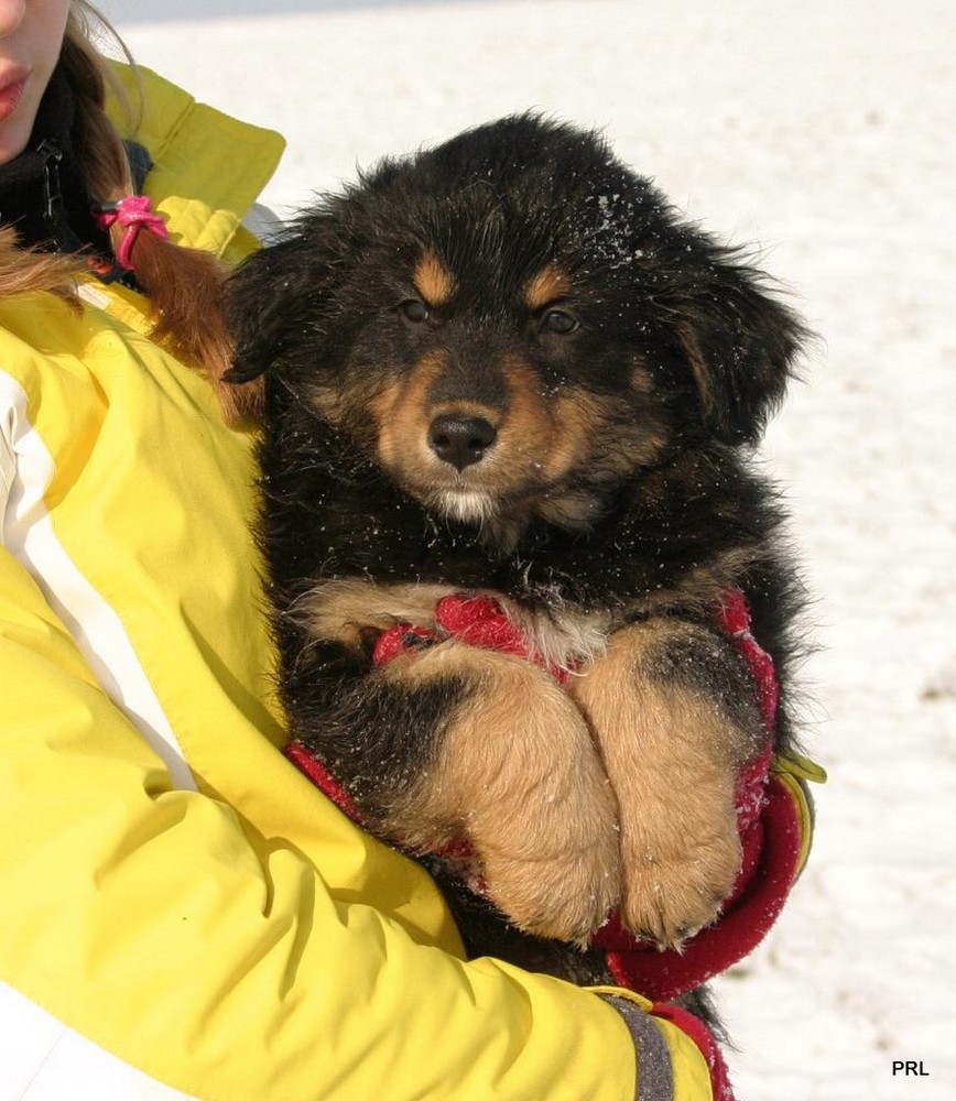 Australian Shepherd Welpe