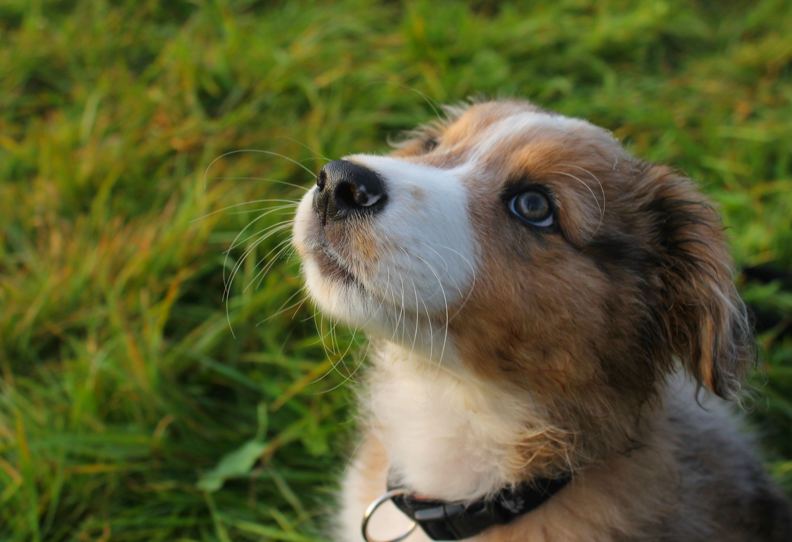 Australian Shepherd Welpe