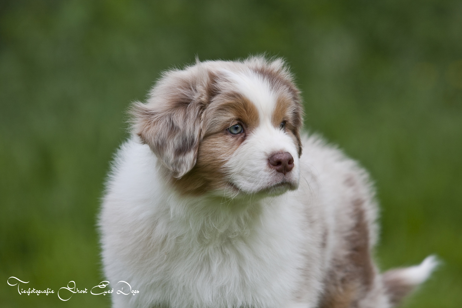 Australian Shepherd Welpe