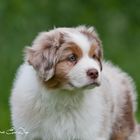 Australian Shepherd Welpe