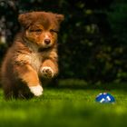 Australian Shepherd Welpe in Action