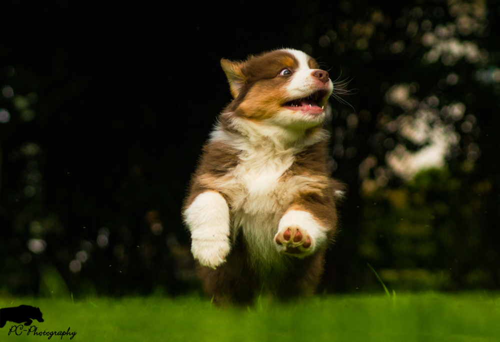 Australian Shepherd Welpe in Action