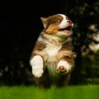 Australian Shepherd Welpe in Action