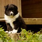 Australian Shepherd Welpe in black bi