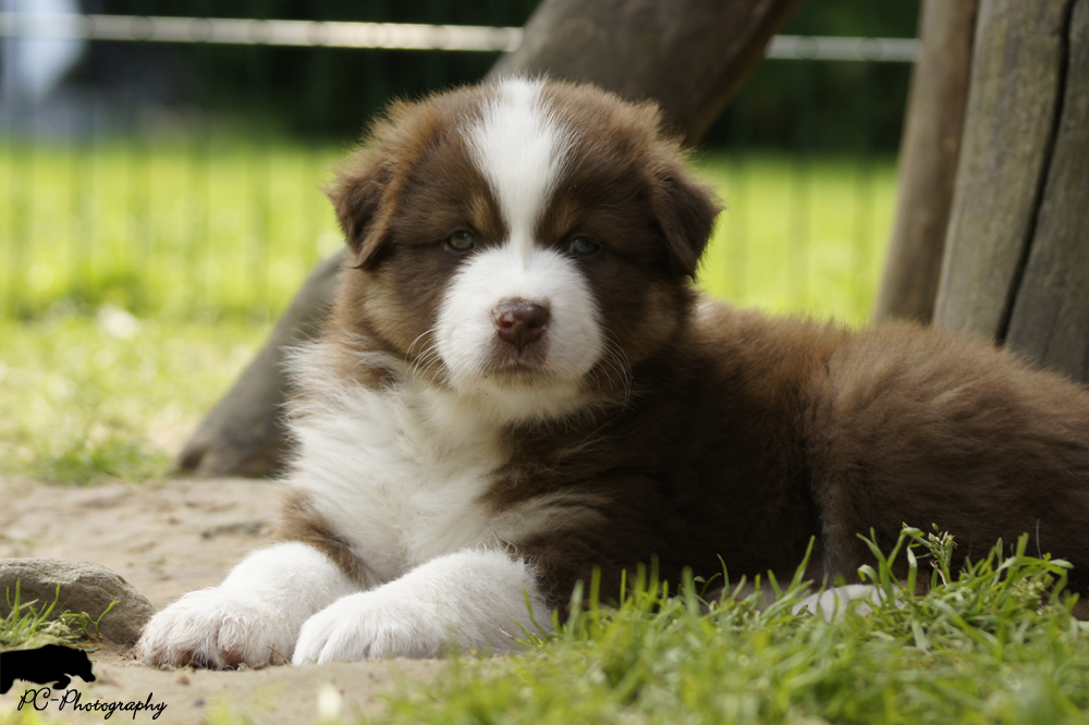 Australian Shepherd Welpe Red Tri