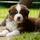 Australian Shepherd Welpe Red Tri